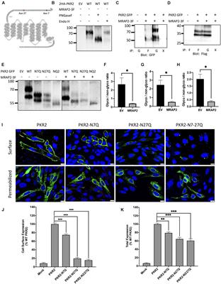 Role of N-Linked Glycosylation in PKR2 Trafficking and Signaling